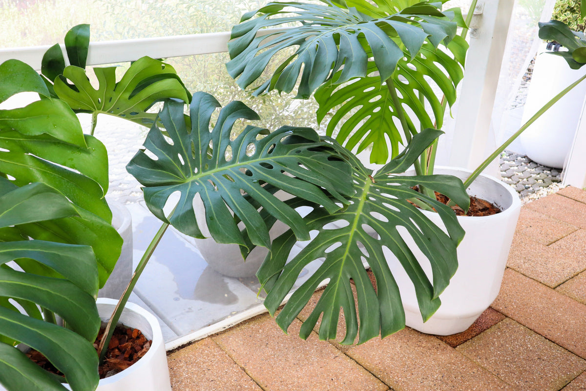 5 semillas orgánicas de filodendro de hoja dividida Monstera Deliciosa, planta de queso suizo