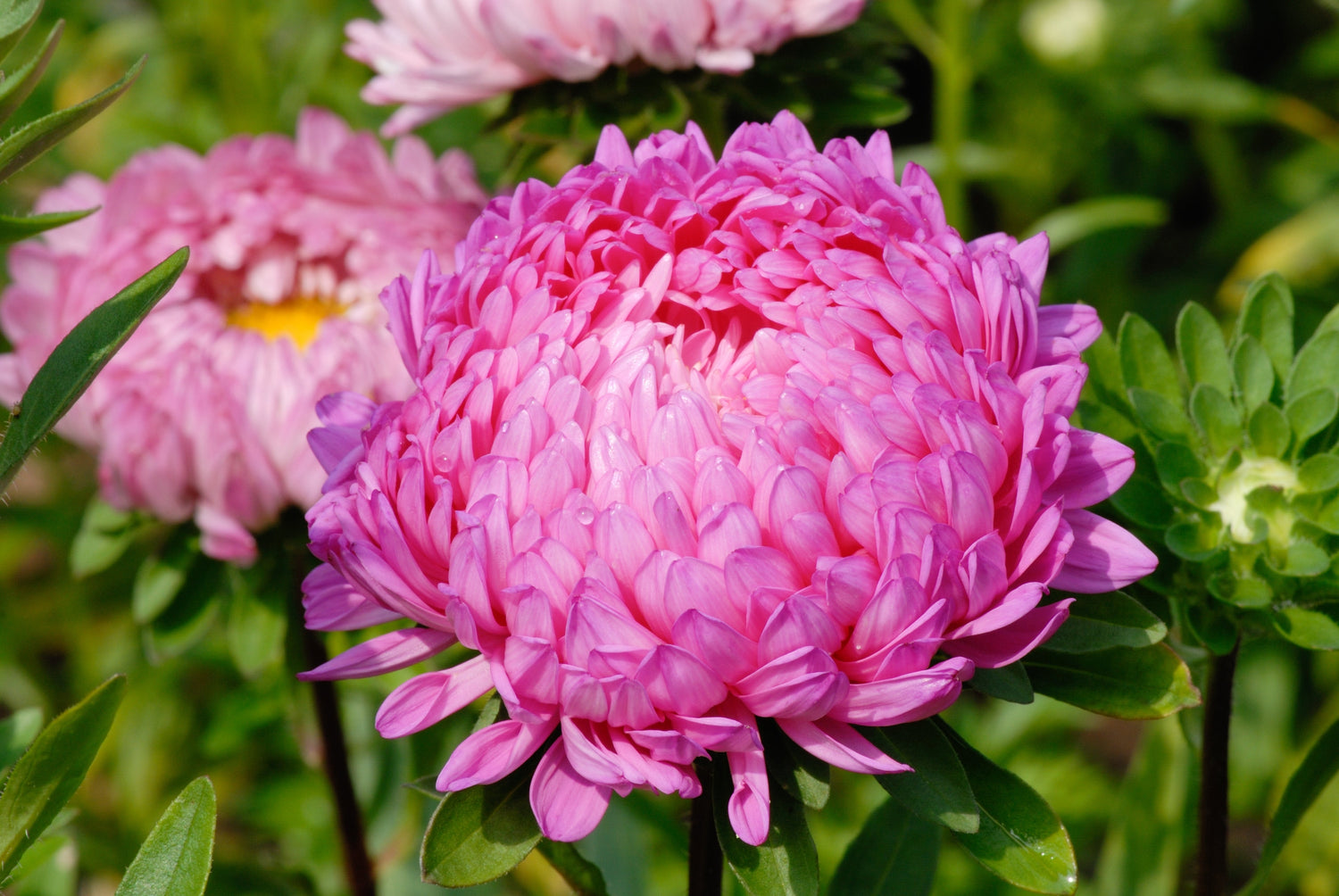 30 semillas de flores de peonía francesa Callistephus (áster peonía rosa duquesa)