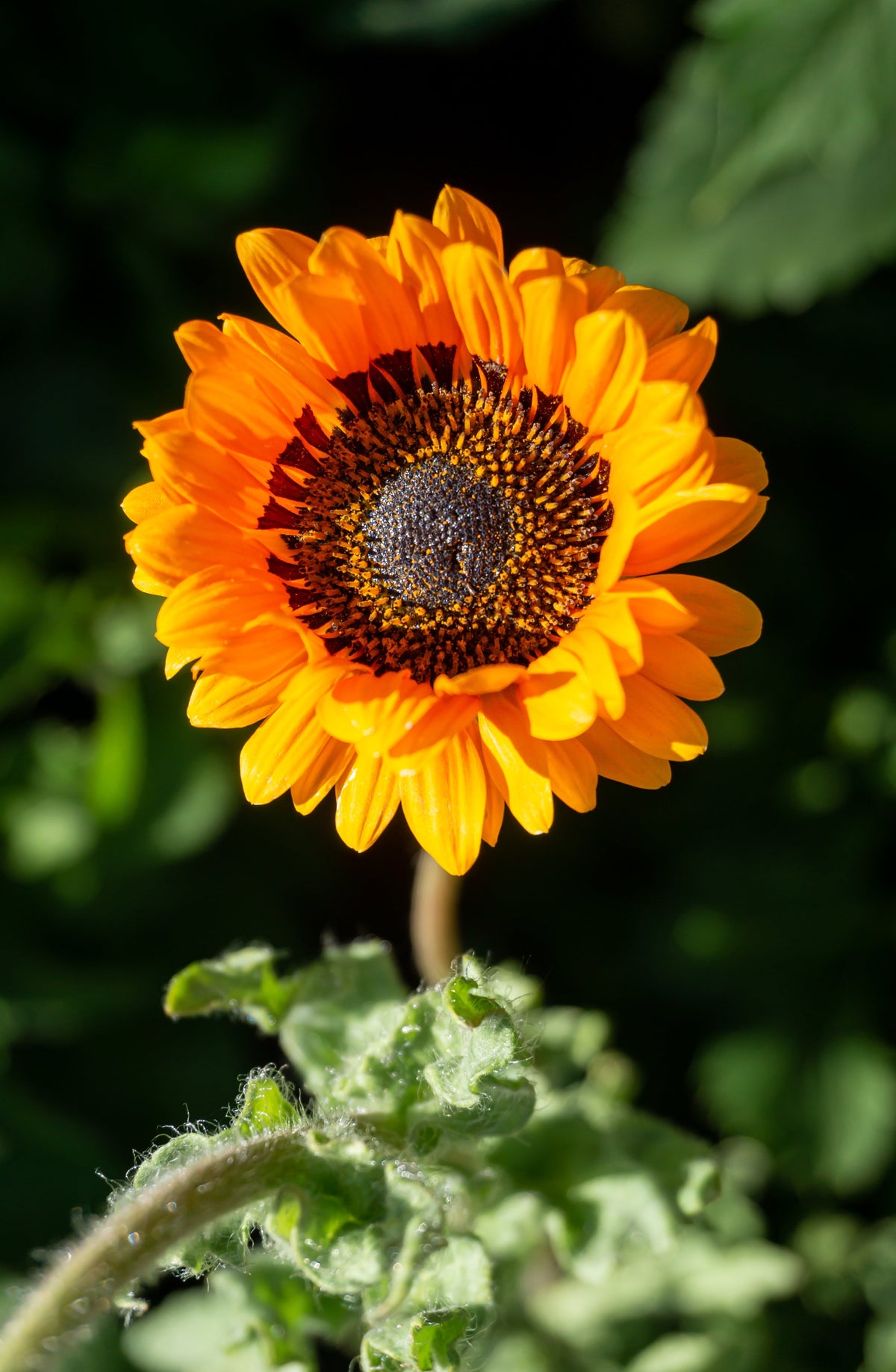 50 ORANGE PRINCE Cape DAISY Monarch of the Veldt Venidium Fastuosum Flower Seeds
