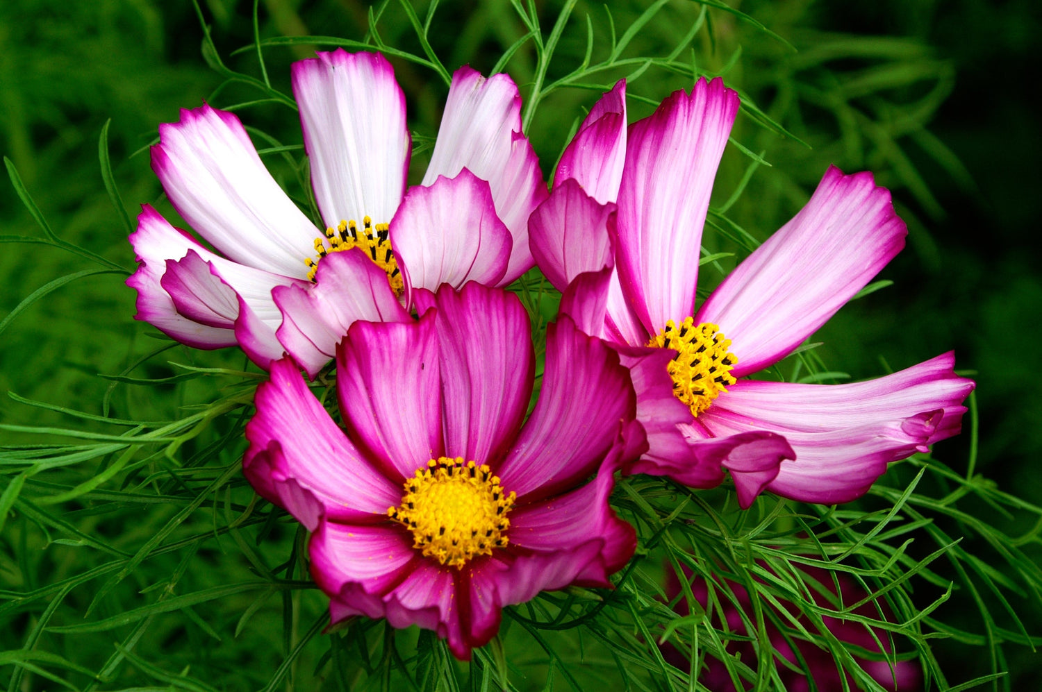 300 semillas de flores blancas y rosas de CANDY STRIPE COSMOS Bipinnatus