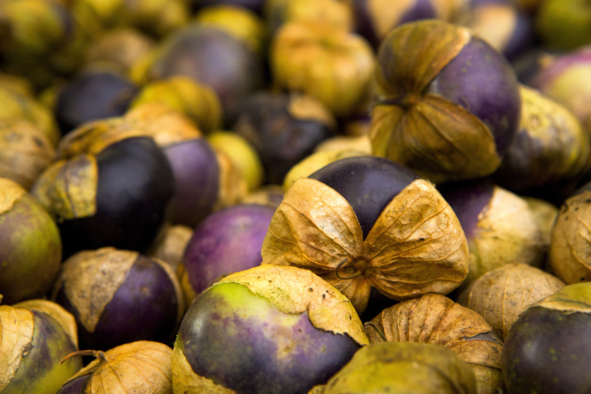 50 PURPLE TOMATILLO Husk Tomato Physalis Ixocarpa Fruit Vegetable Seeds