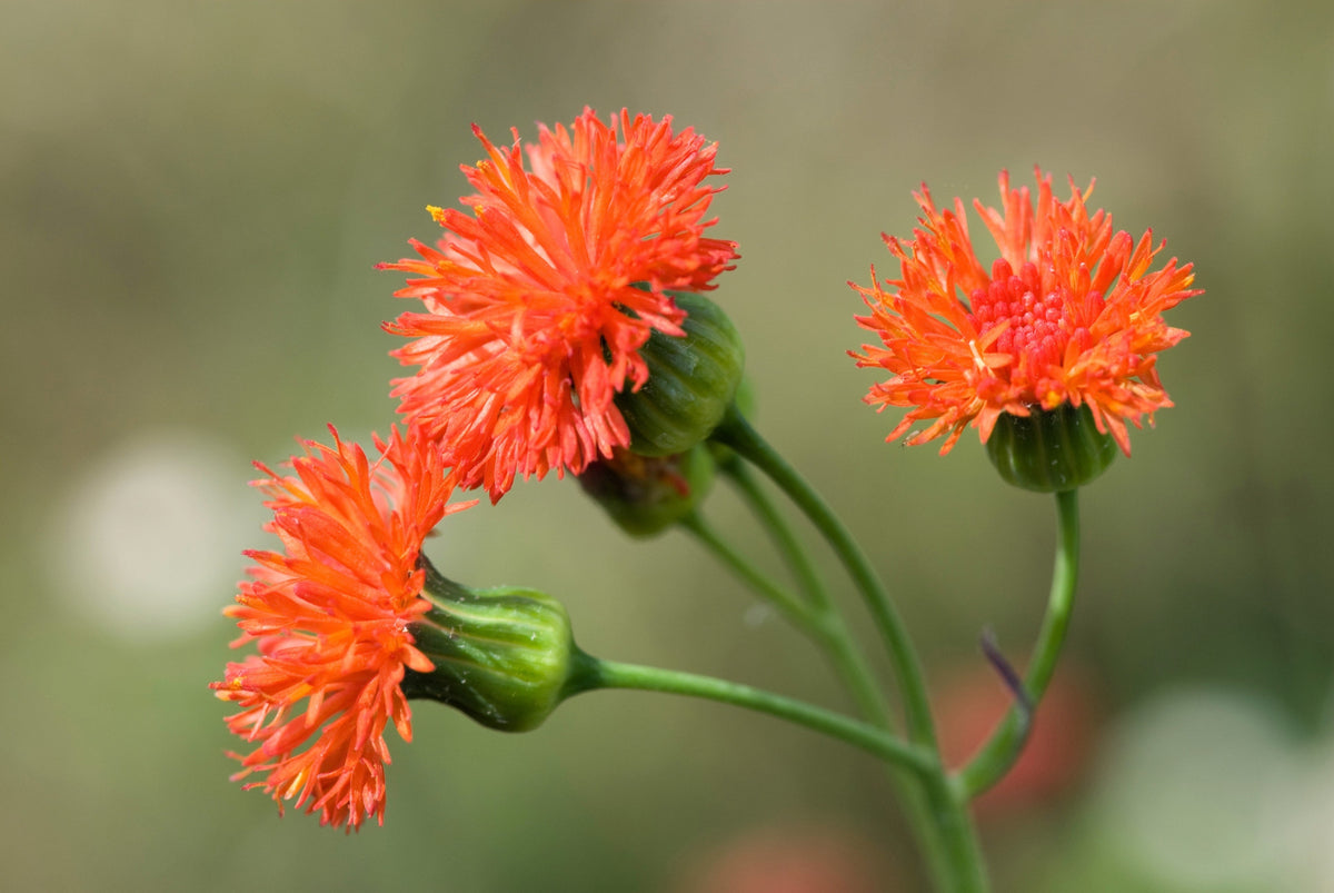 50 semillas de flor de borla de pincel de dama roja Emilia Javanica Coccinea 'Scarlet Magic'