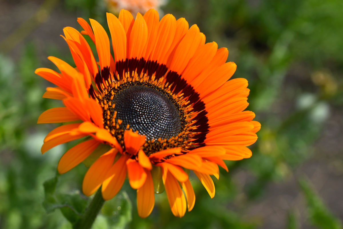 50 ORANGE PRINCE Cape DAISY Monarch of the Veldt Venidium Fastuosum Flower Seeds