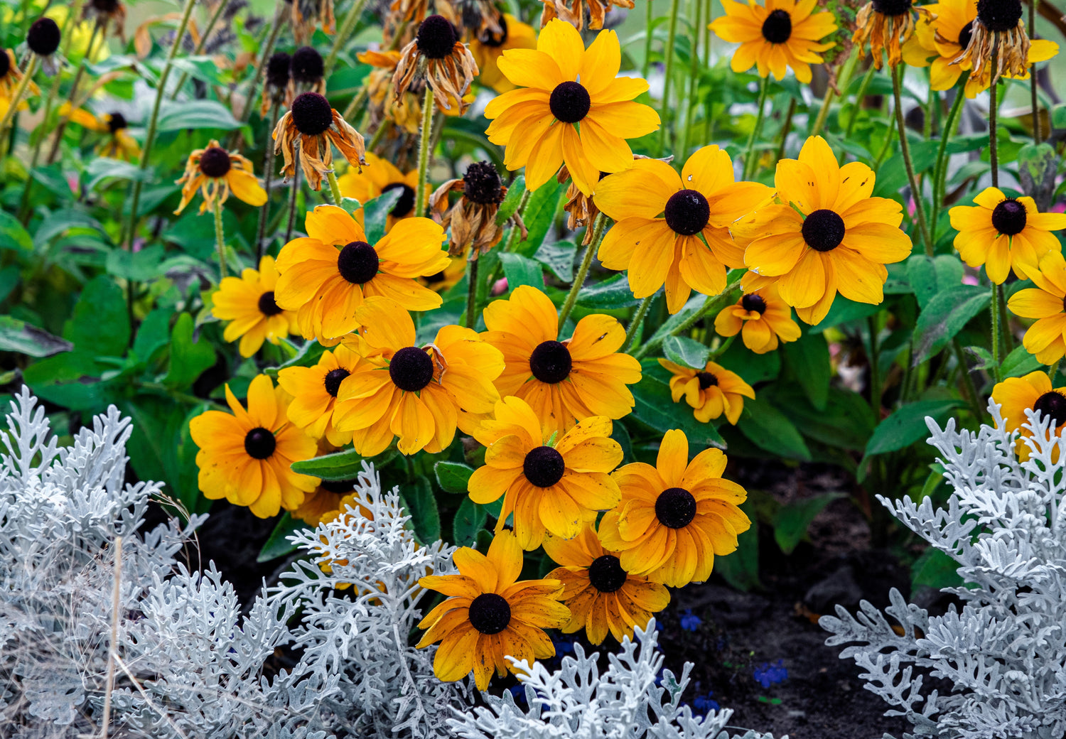 250 semillas de flores de margarita Gloriosa de Rudbeckia Mermelada Enana Hirta Naranja Dorada Susan de Ojos Negros