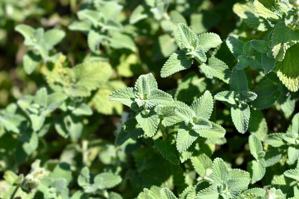 50 semillas de flores de Nepeta Racemosa (menta persa) Mussins