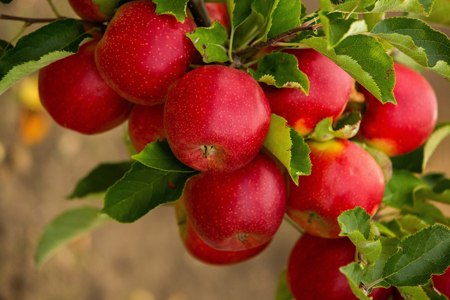 25 semillas de árbol frutal de manzana del paraíso, Malus pumila domestica, roja deliciosa