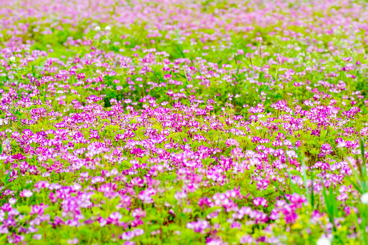 50 semillas de leguminosas de cobertura del suelo de Astragalus sinicus, flor rosa y morada