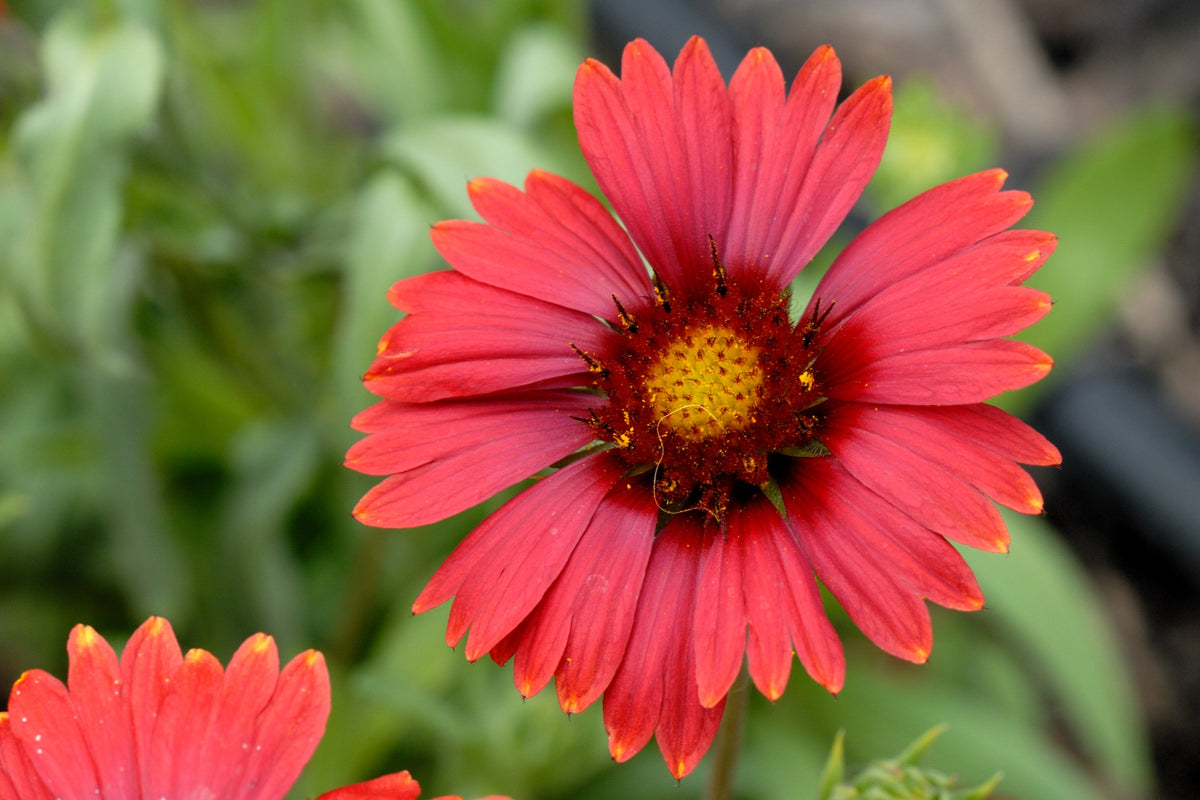 50 semillas de flor de manta india roja GAILLARDIA BORGOÑA