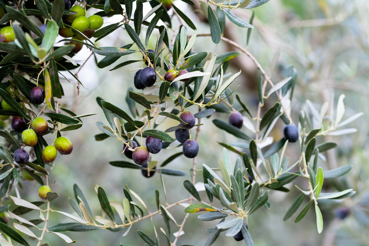 10 OLIVO CANINO Olea Europaea Canino Semilla de fruto verde negro común europeo comestible