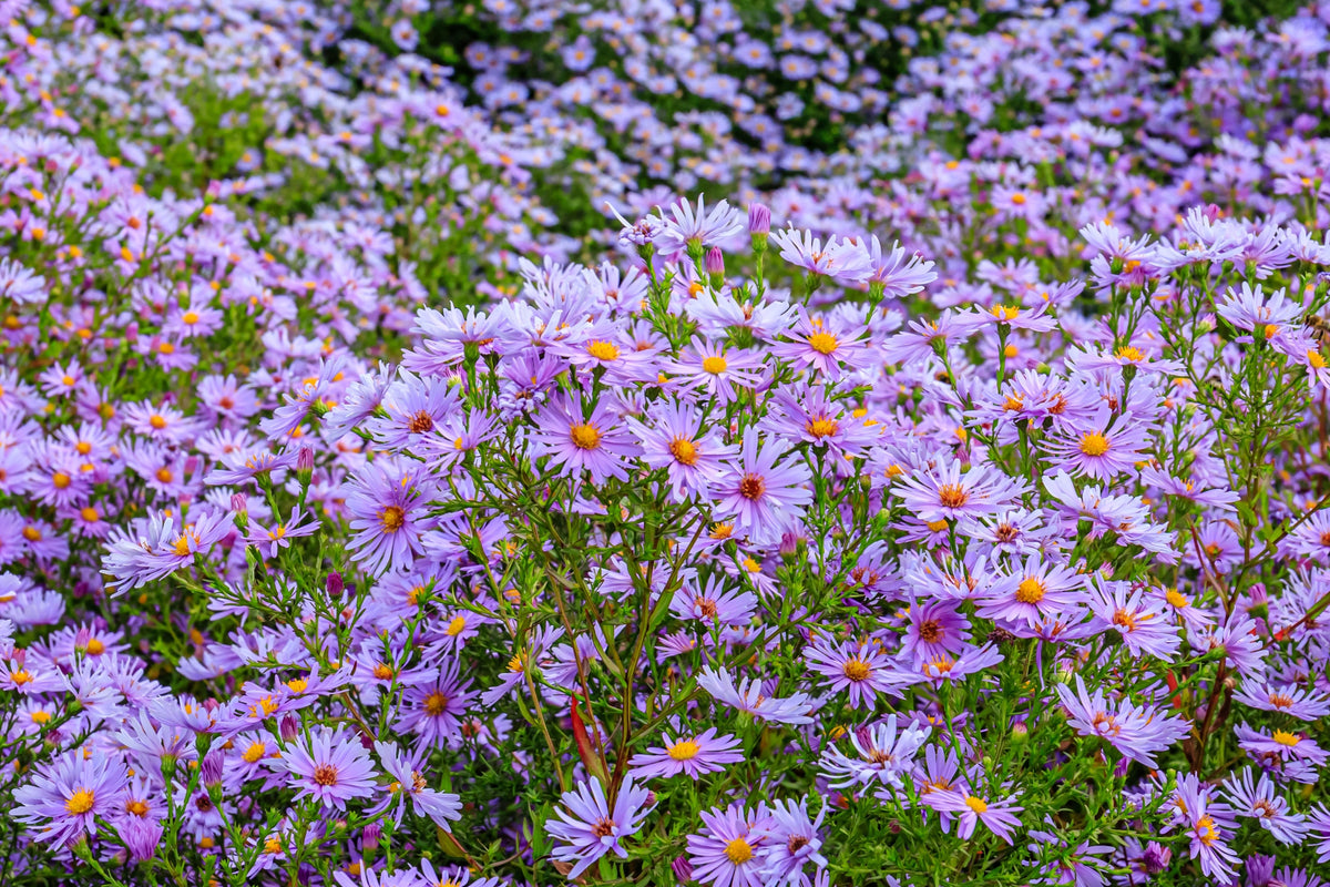 50 semillas de flores de ASTER BOTÓN DE ARROZ AZUL Dumosus