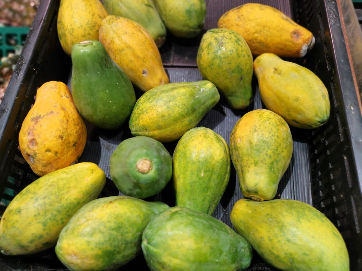 10 semillas de papaya waimanalo enana (árbol frutal hawaiano Carica) para interiores