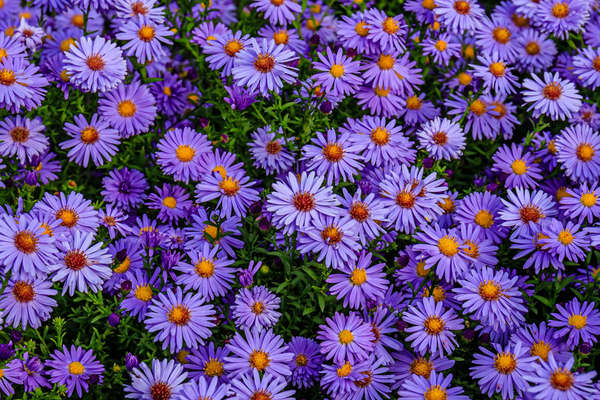 50 semillas de flores de ASTER BOTÓN DE ARROZ AZUL Dumosus