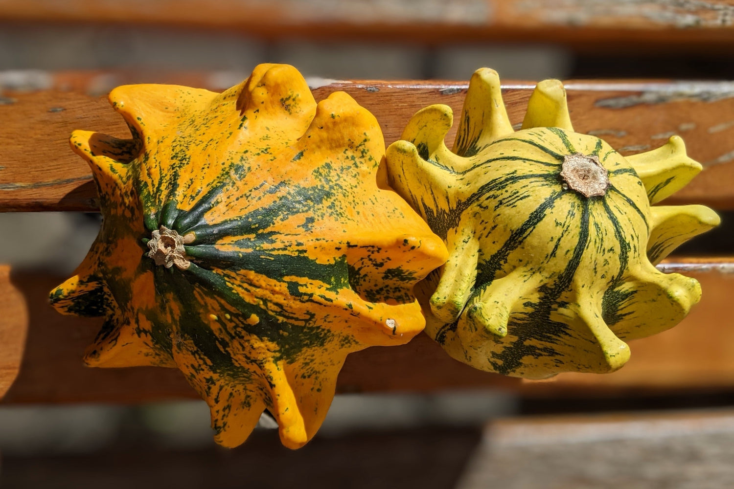 25 DIEZ MANDAMIENTOS CALABAZA Mix Corona de Espinas Colores Mixtos Semillas de Cucurbita Pepo