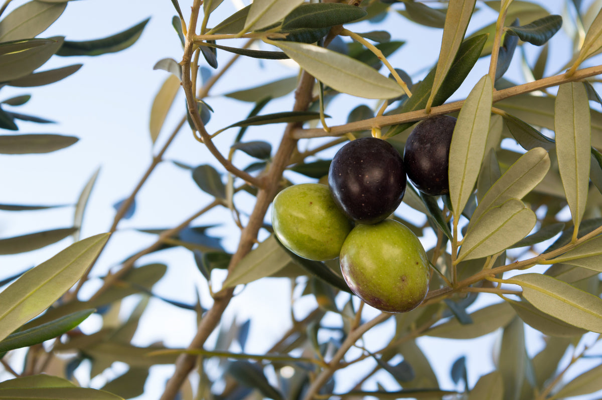 10 OLIVO CANINO Olea Europaea Canino Semilla de fruto verde negro común europeo comestible