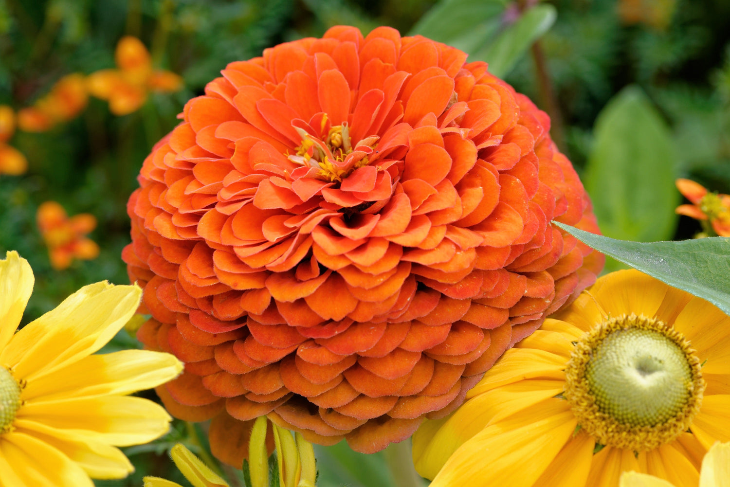 250 semillas de flores de ZINNIA REY NARANJA Elegans