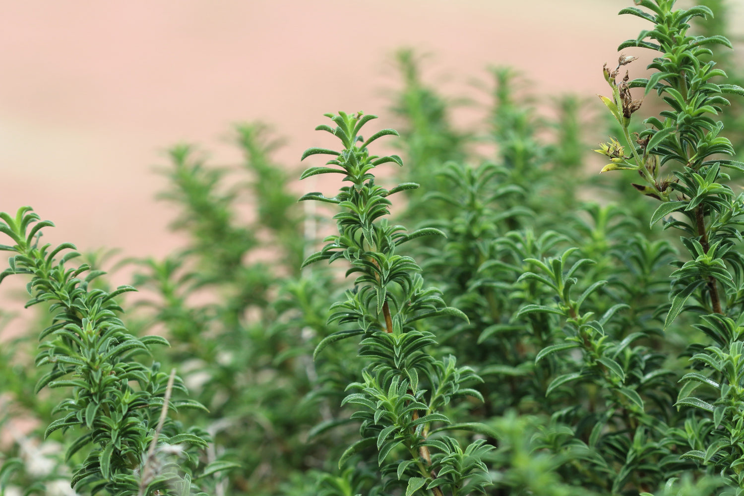 20 MEDITERRANEAN THYME Spiked Thymbra Spicata Pink Savory Herb Za’atar Perennial Herb Flower Seeds