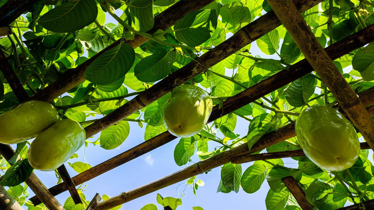 5 GRANADILLA GIGANTE Flor de la pasión roja Passiflora quadrangularis Semillas de vid de fruto amarillo