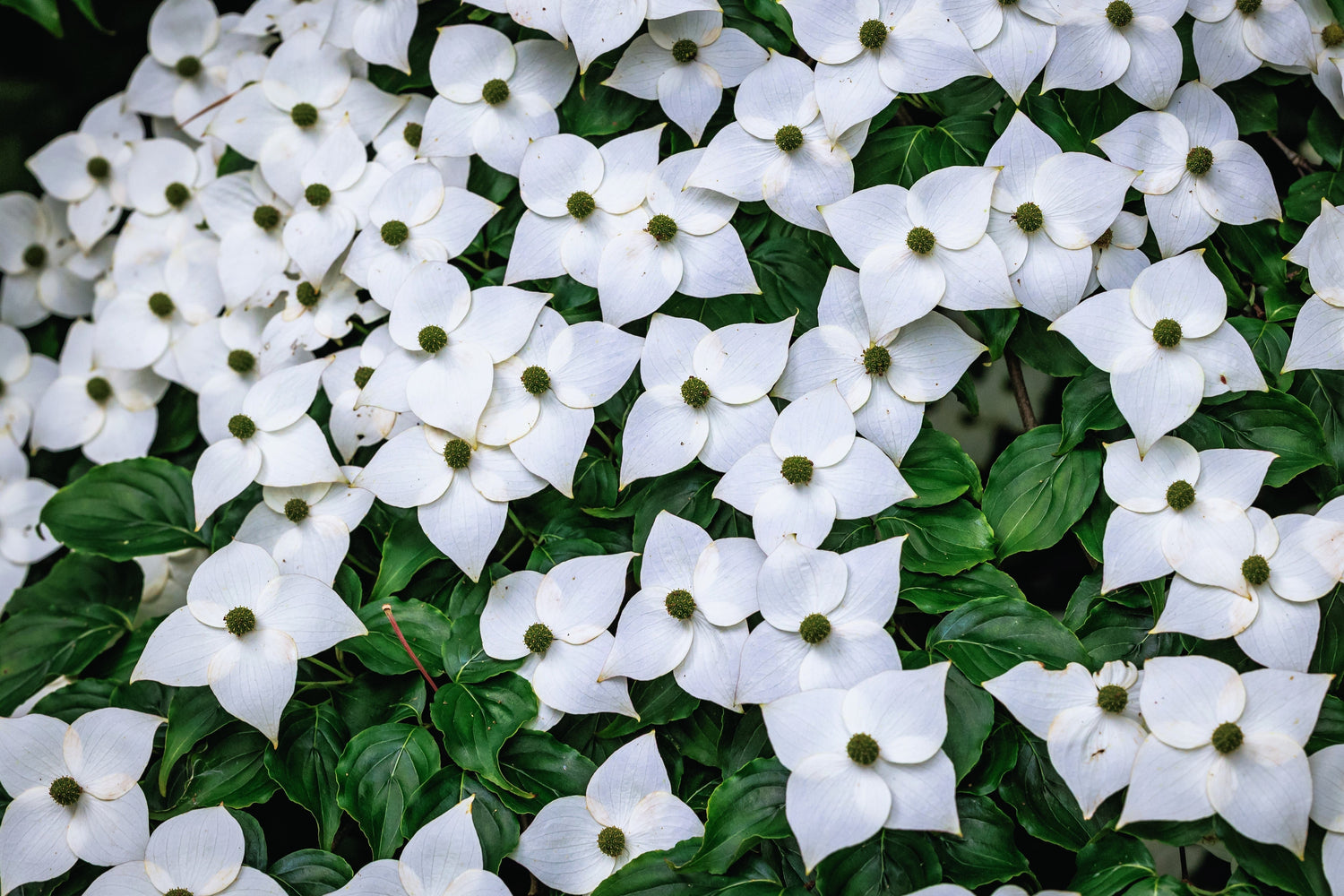 5 semillas de Cornus kousa (cornejo blanco) en flor