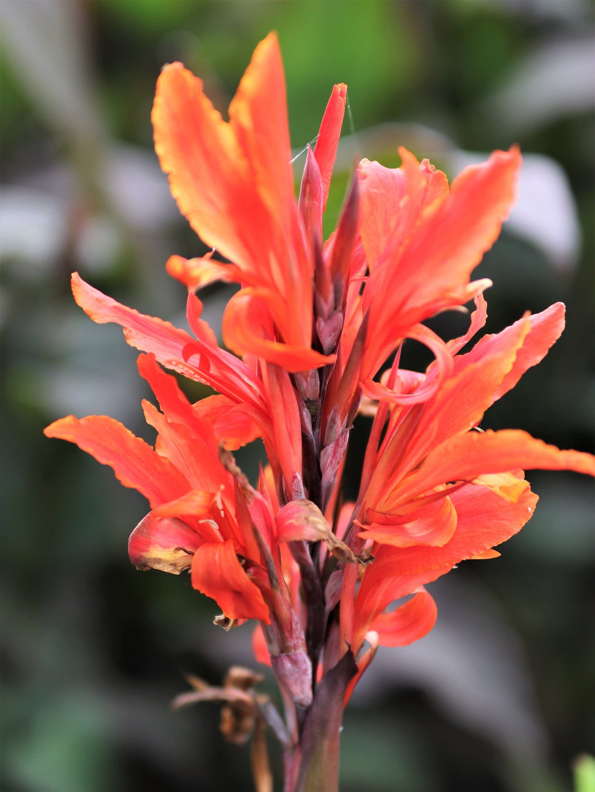 5 semillas de flores de Canna Indica, arrurruz indio, lirio de canna naranja
