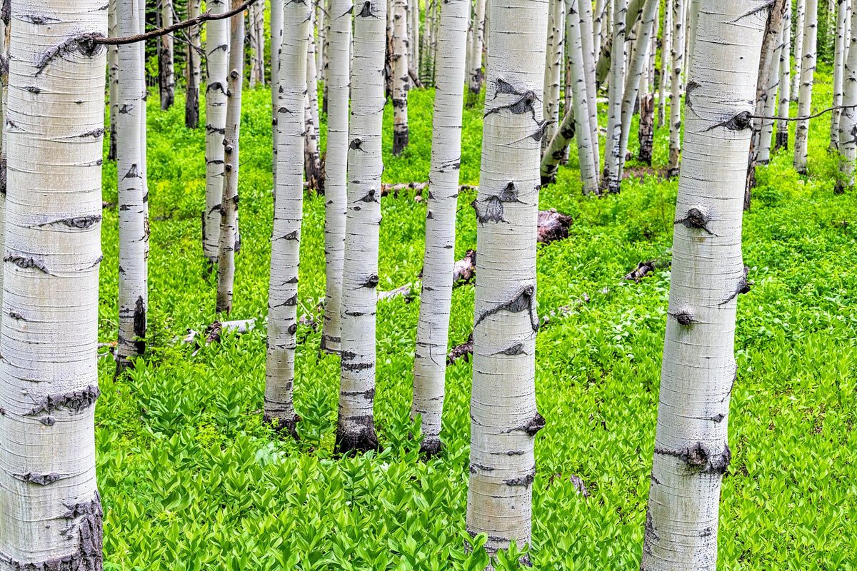 50 semillas de álamo temblón dorado Populus tremuloides, corteza blanca, amarillo, otoño, resistentes al frío