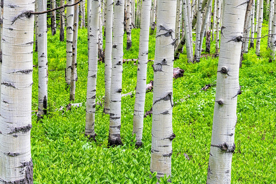 50 semillas de álamo temblón dorado Populus tremuloides, corteza blanca, amarillo, otoño, resistentes al frío