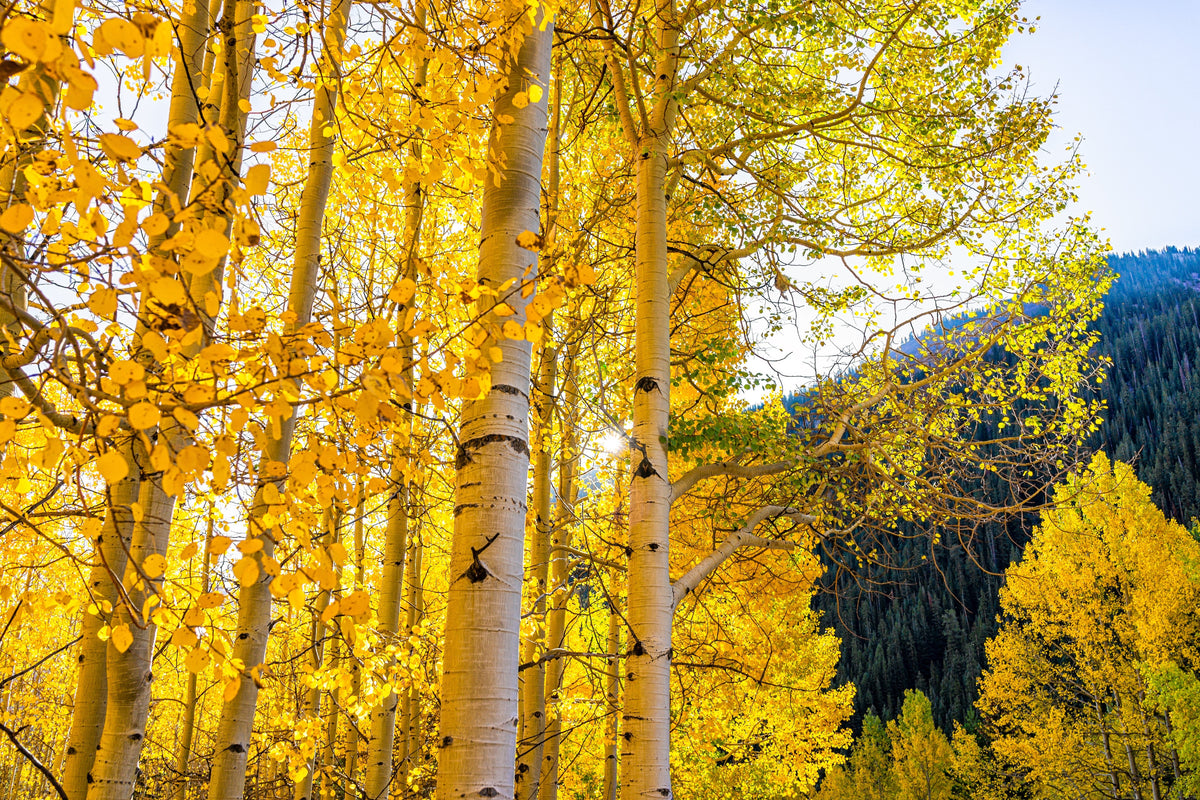 50 semillas de álamo temblón dorado Populus tremuloides, corteza blanca, amarillo, otoño, resistentes al frío