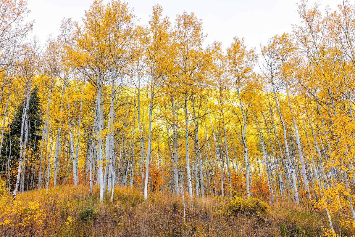 50 semillas de álamo temblón dorado Populus tremuloides, corteza blanca, amarillo, otoño, resistentes al frío