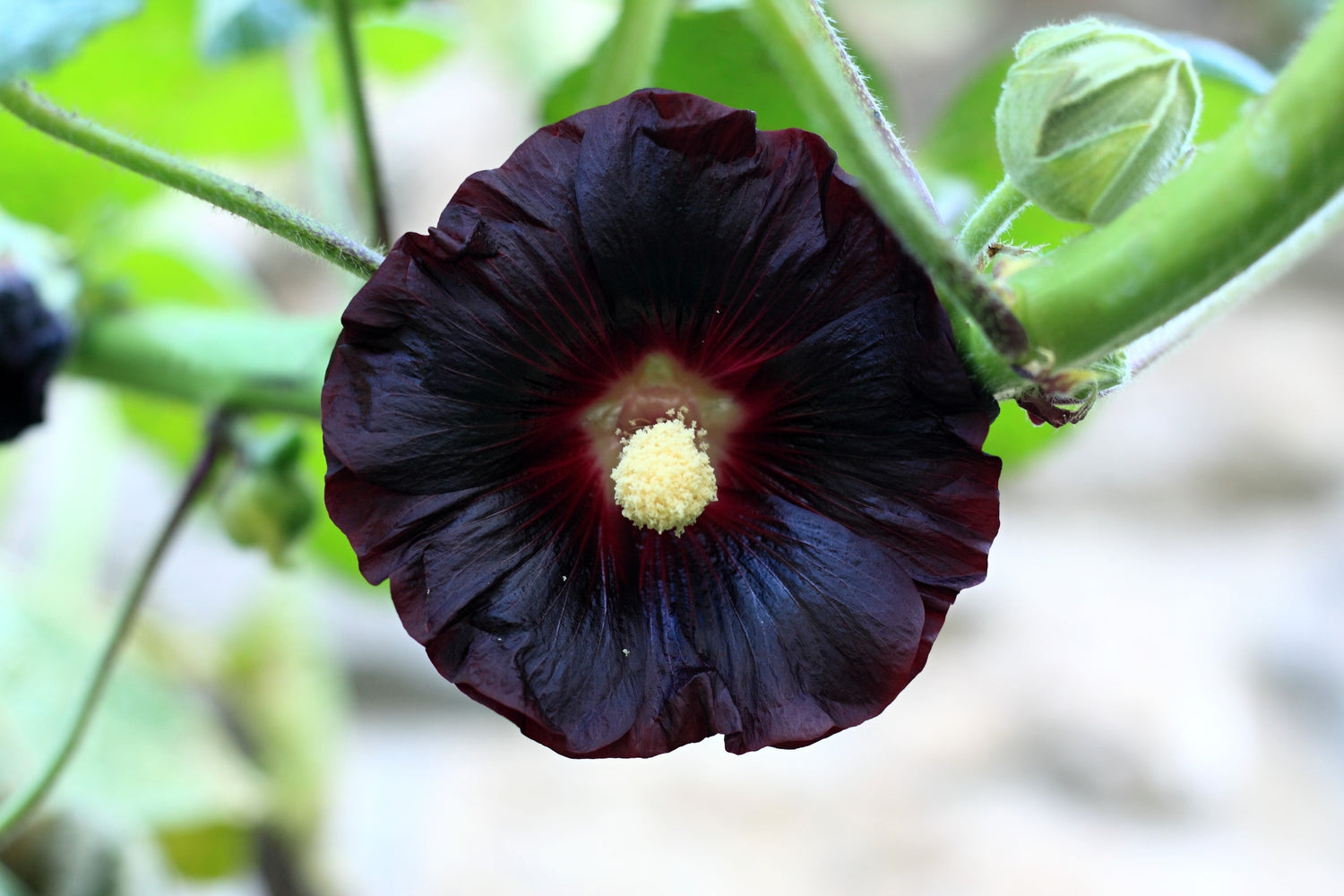 25 semillas de flores de malvarrosa negra (Alcea rosea nigra)