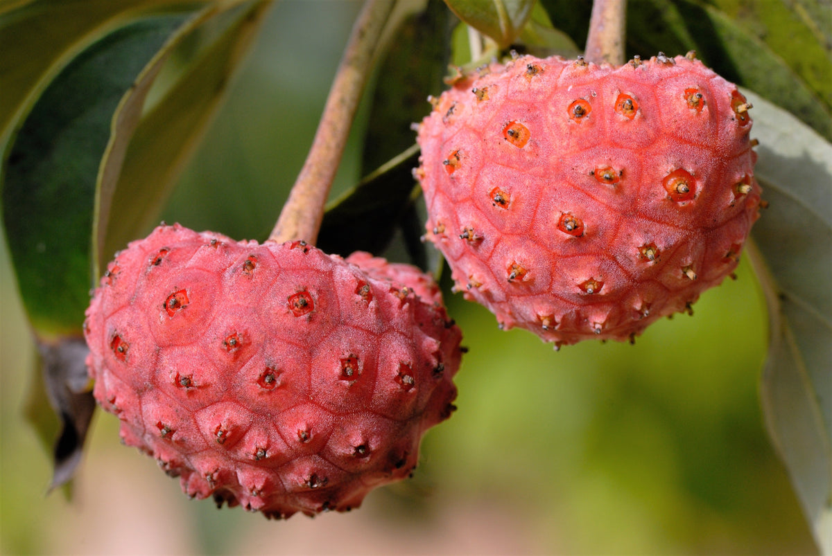 5 Semillas de árboles de flores ornamentales de Cornus Capitata Angustata Kousa de MADERA ROSA