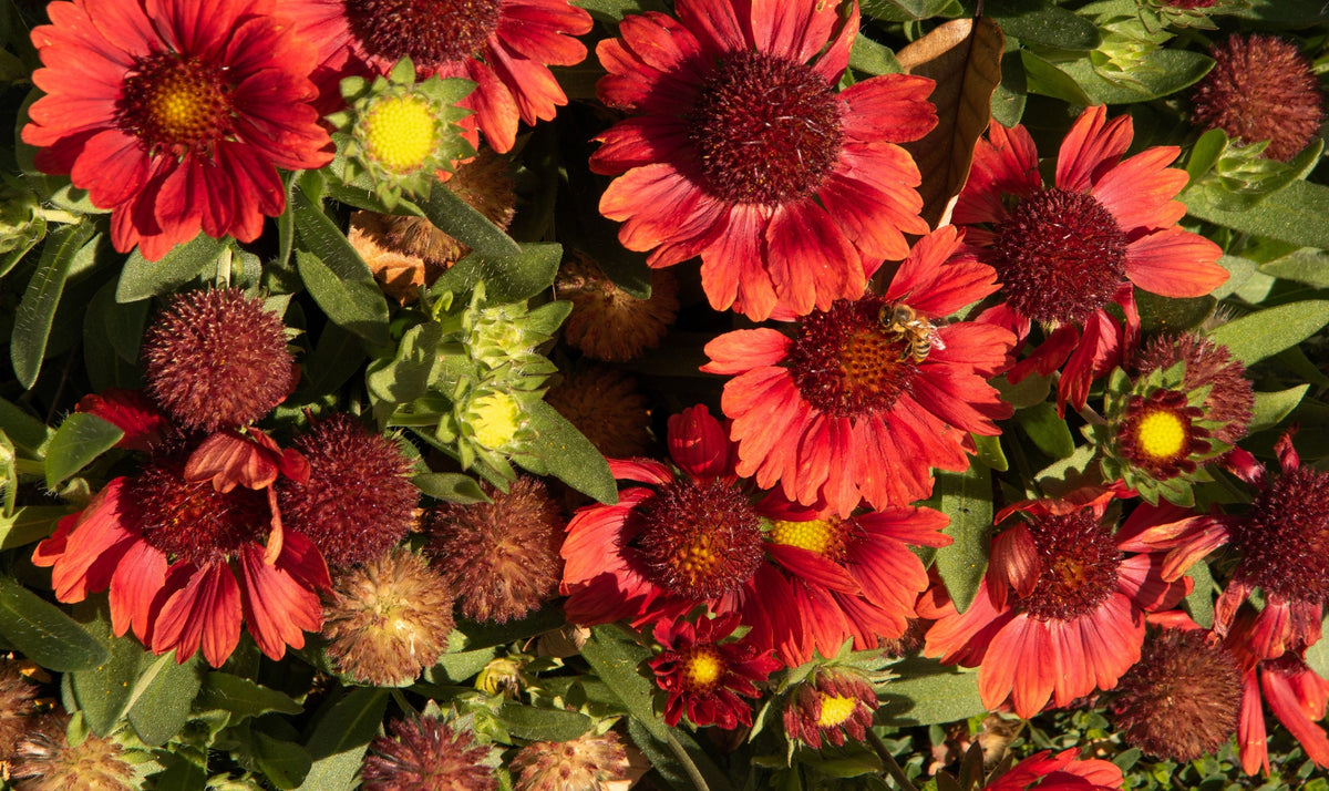50 semillas de flor de manta india roja GAILLARDIA BORGOÑA