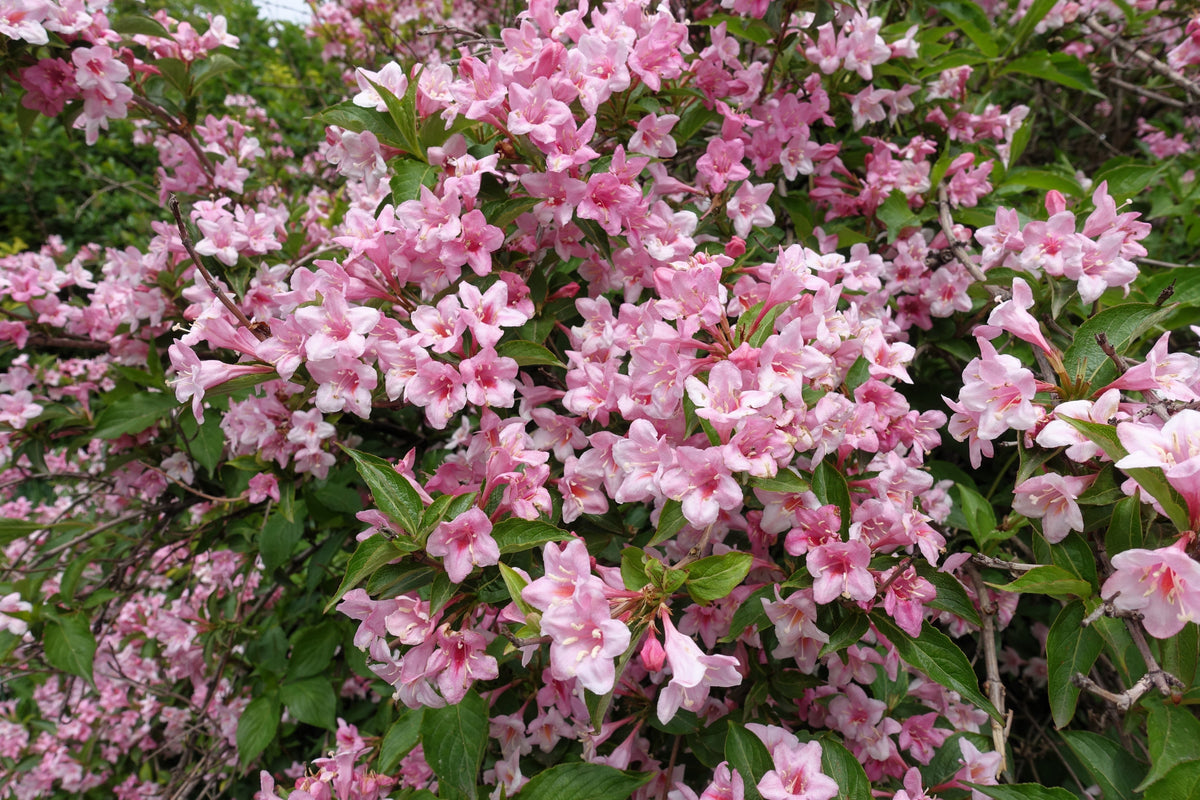 50 semillas de flores de arbusto Weigela de Florida