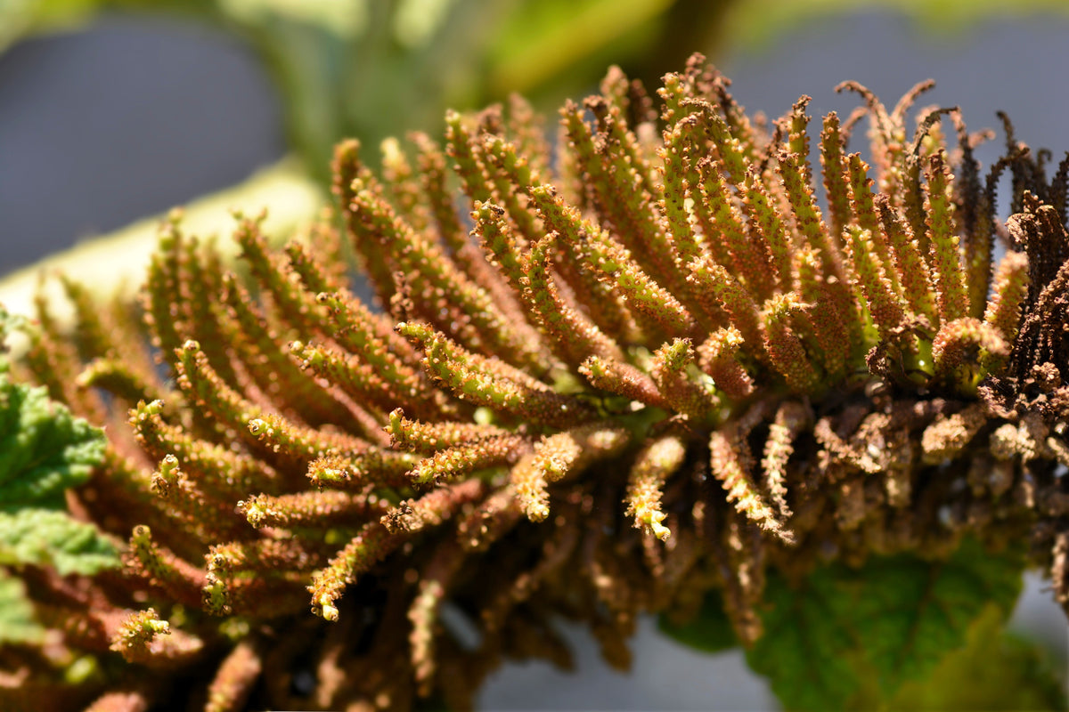 10 GUNNERA MANICATA, ¡semillas de ruibarbo gigante, planta dinosaurio, flores rojas de sombra húmeda!
