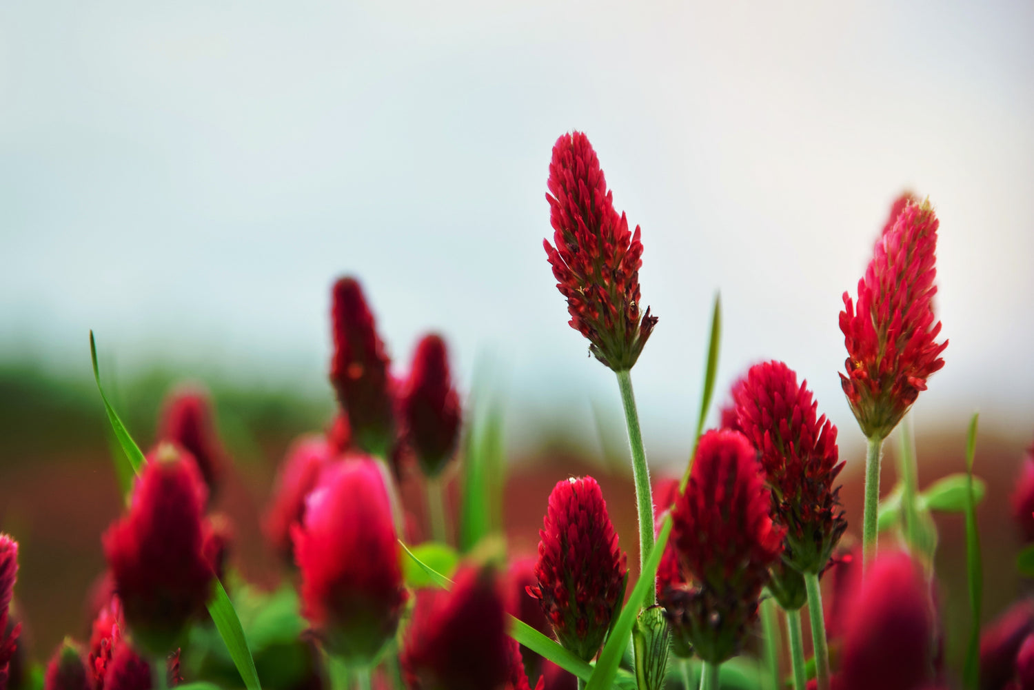 3000 semillas de flores de TRÉBOL CARMESÍ (clavel, trébol francés o italiano) Trifolium Incarnatum