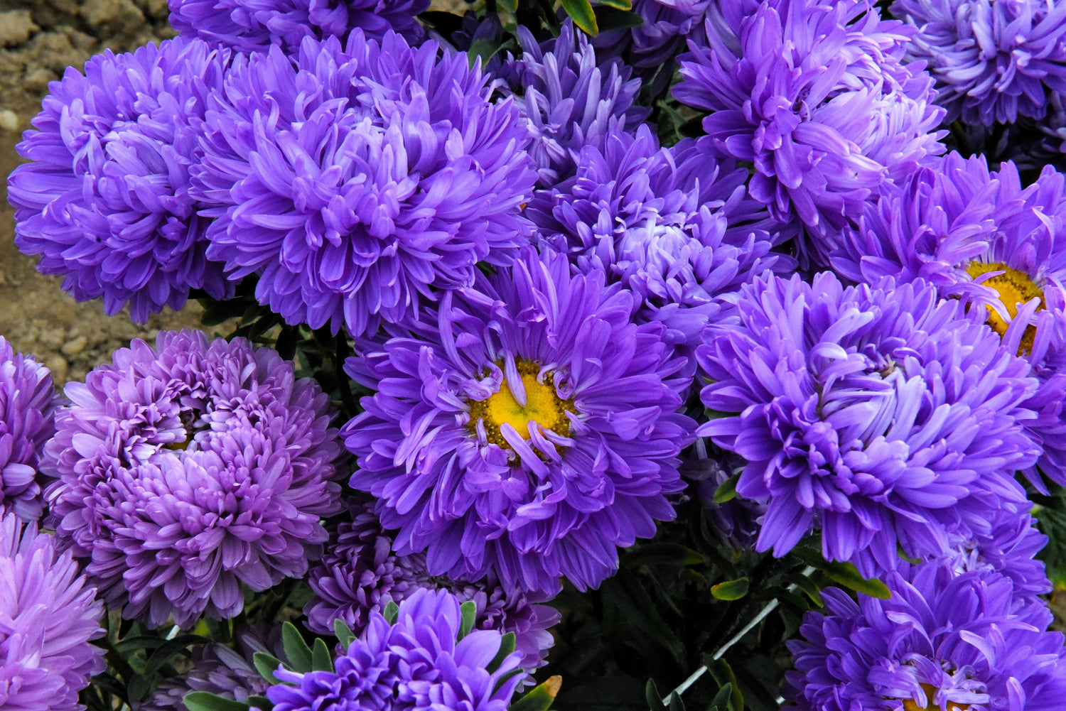 30 semillas de flores de peonía azul oscuro de la duquesa Aster, peonía francesa Callistephus
