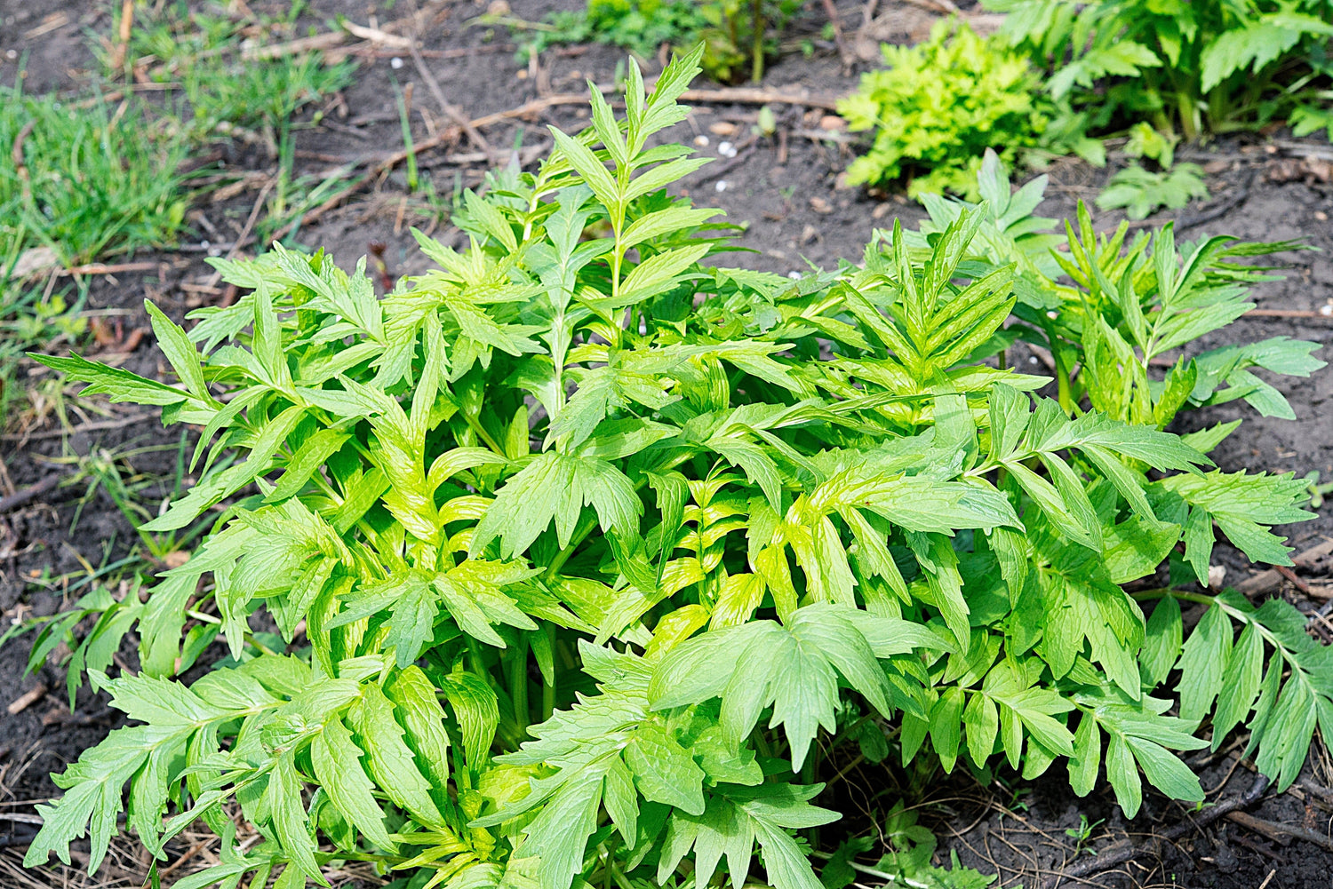 250 semillas de flores de VALERIANA (Heliotropo de jardín / Cura todo) Valeriana Officinalis