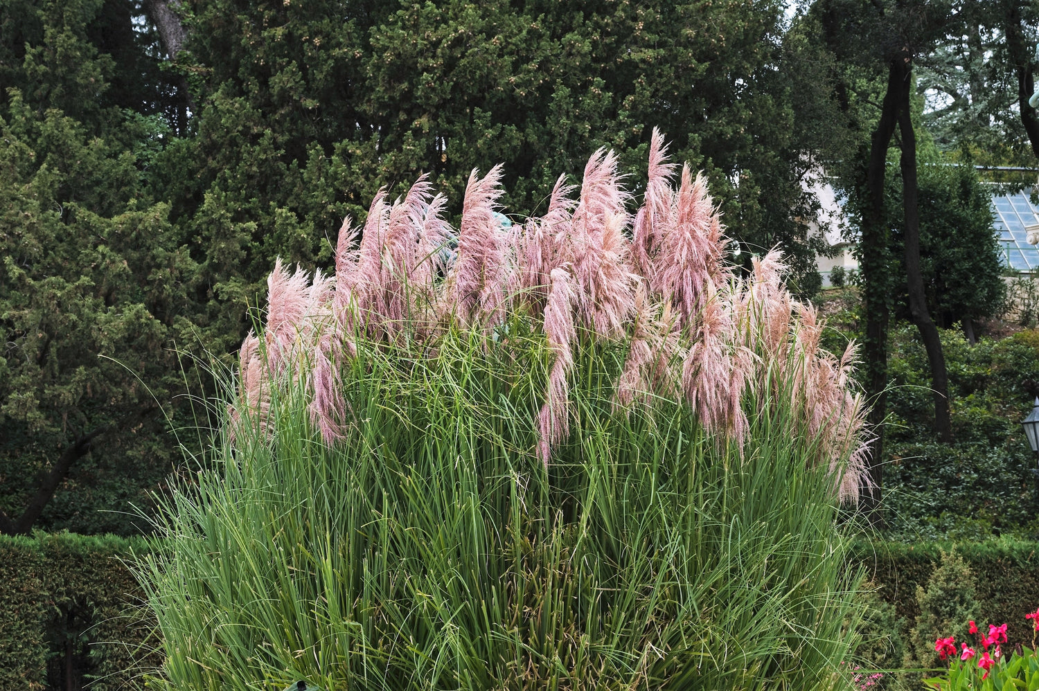 200 semillas ornamentales de hierba de la pampa rosa Cortaderia Selloana Rosea