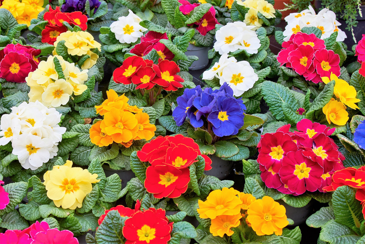 50 semillas de flores de primavera inglesa mixtas (Primula vulgaris acaulis), planta de interior de sombra