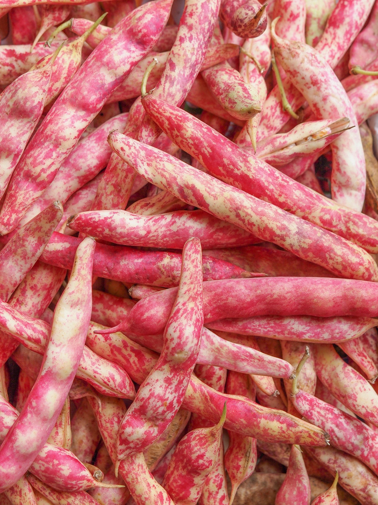 25 semillas de judías enanas para horticultura, Taylor Long French Phaseolus Vulgaris