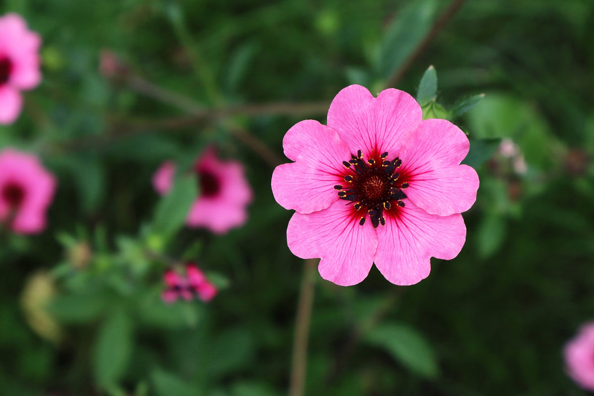 50 NEPAL CINQUEFOIL / POTENTILLA Nepalensis Pink Red Flower Seeds