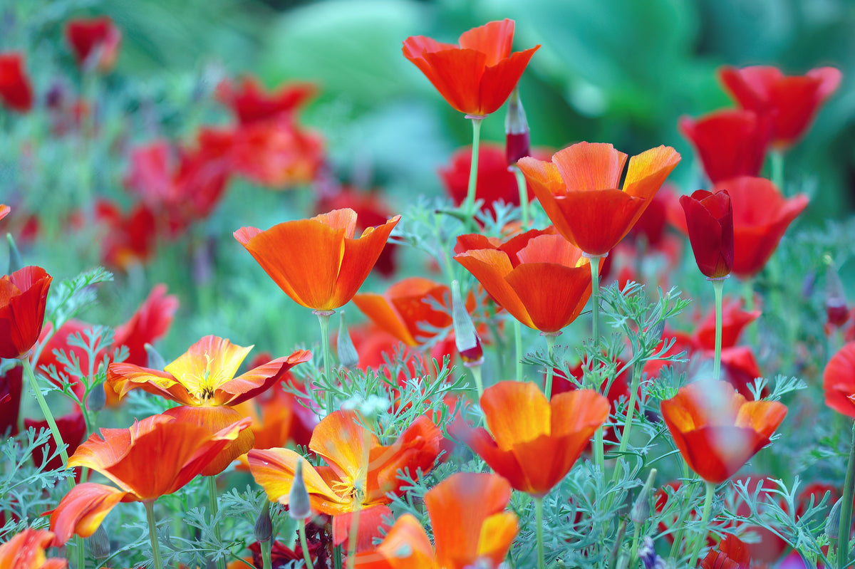 100 semillas de amapola roja de California (Eschscholzia californica)
