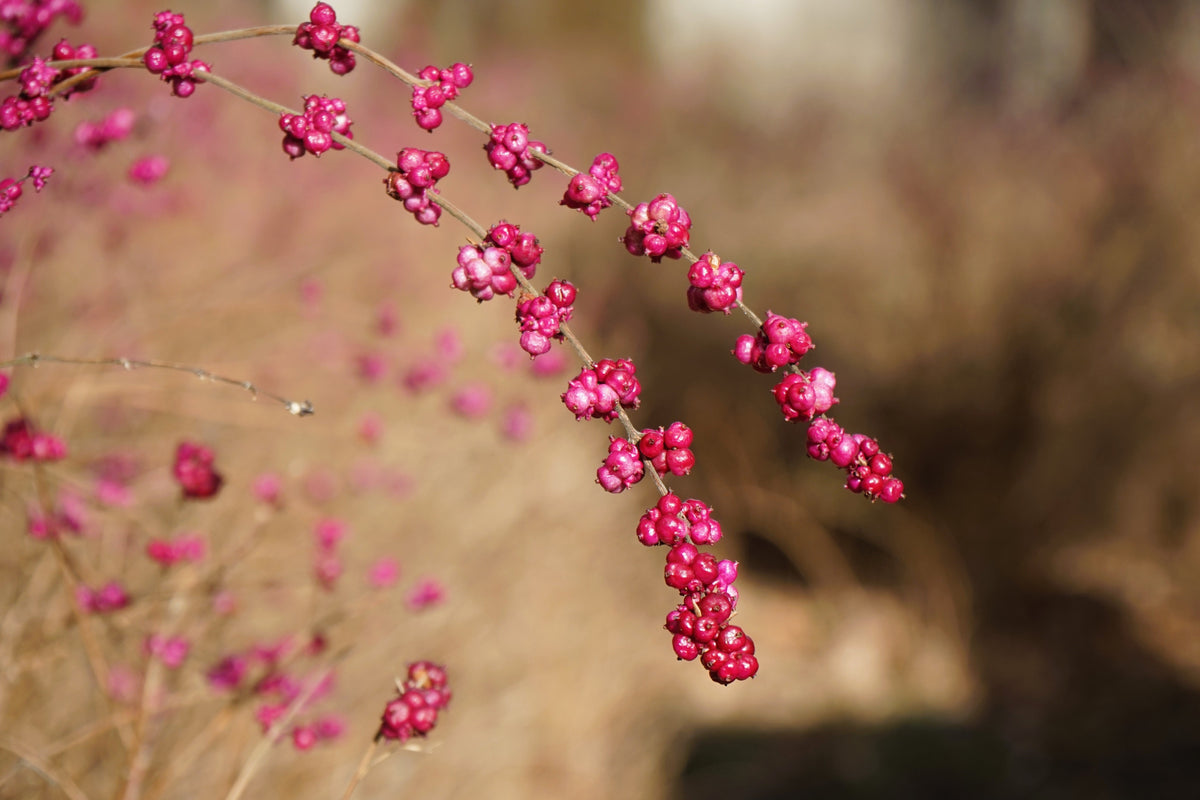 25 semillas de arbusto de flor de CORALBERRY, grosella india rosa, Symphoricarpos Orbiculatus