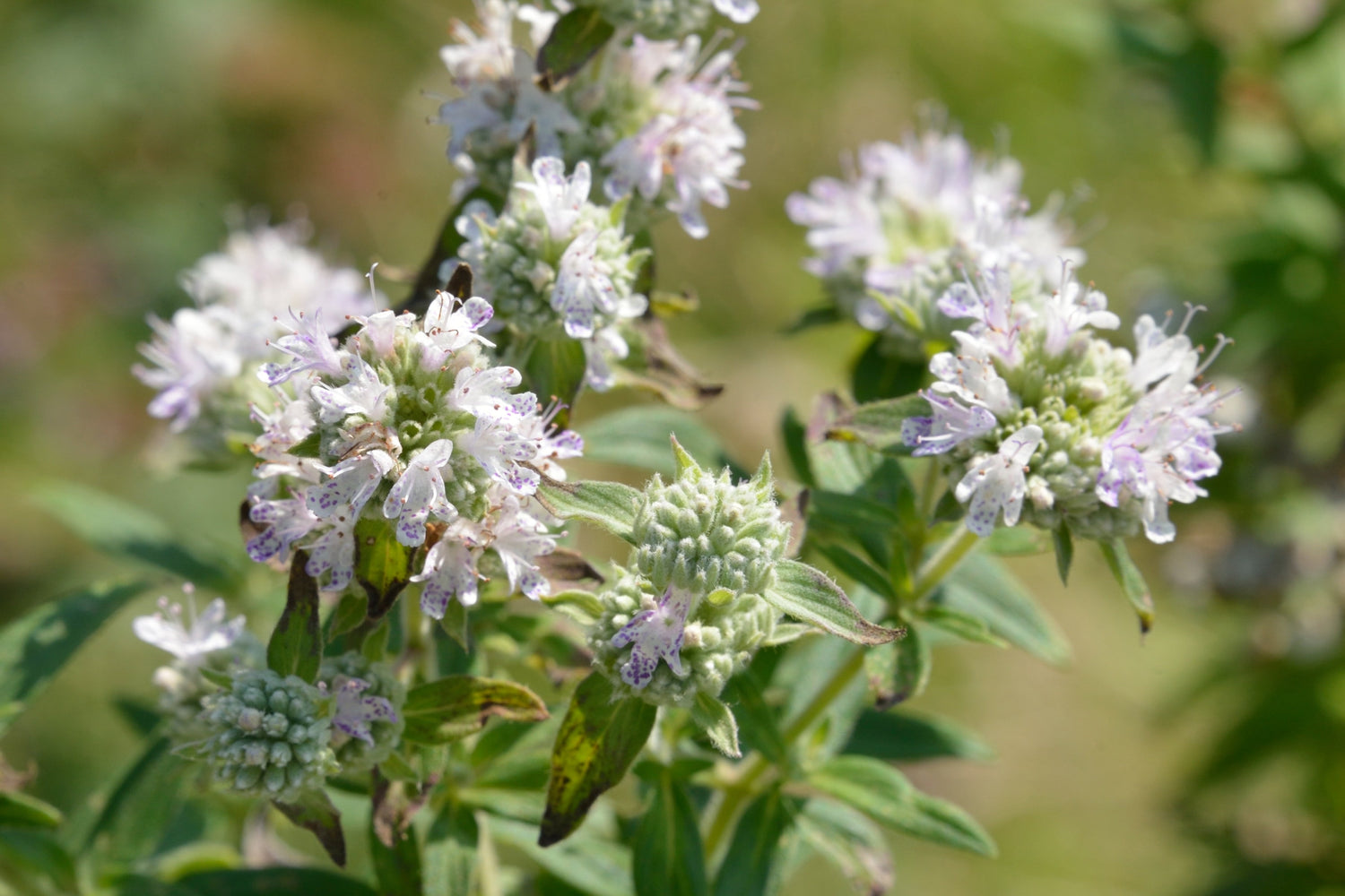 400 semillas de flores de la hierba MENTA DE MONTAÑA PELUDA Pycnanthemum Pilosum