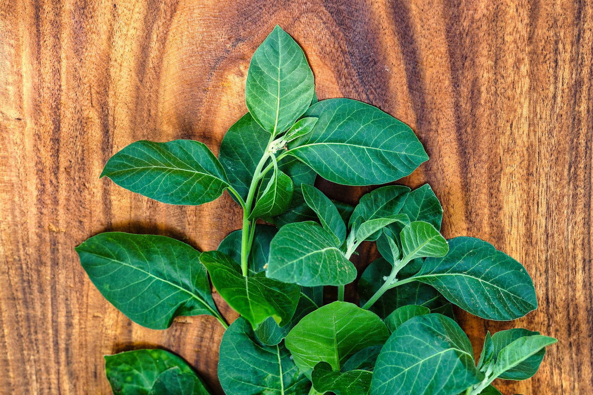 50 semillas de flores de ginseng indio Withania somnifera ashwaganda