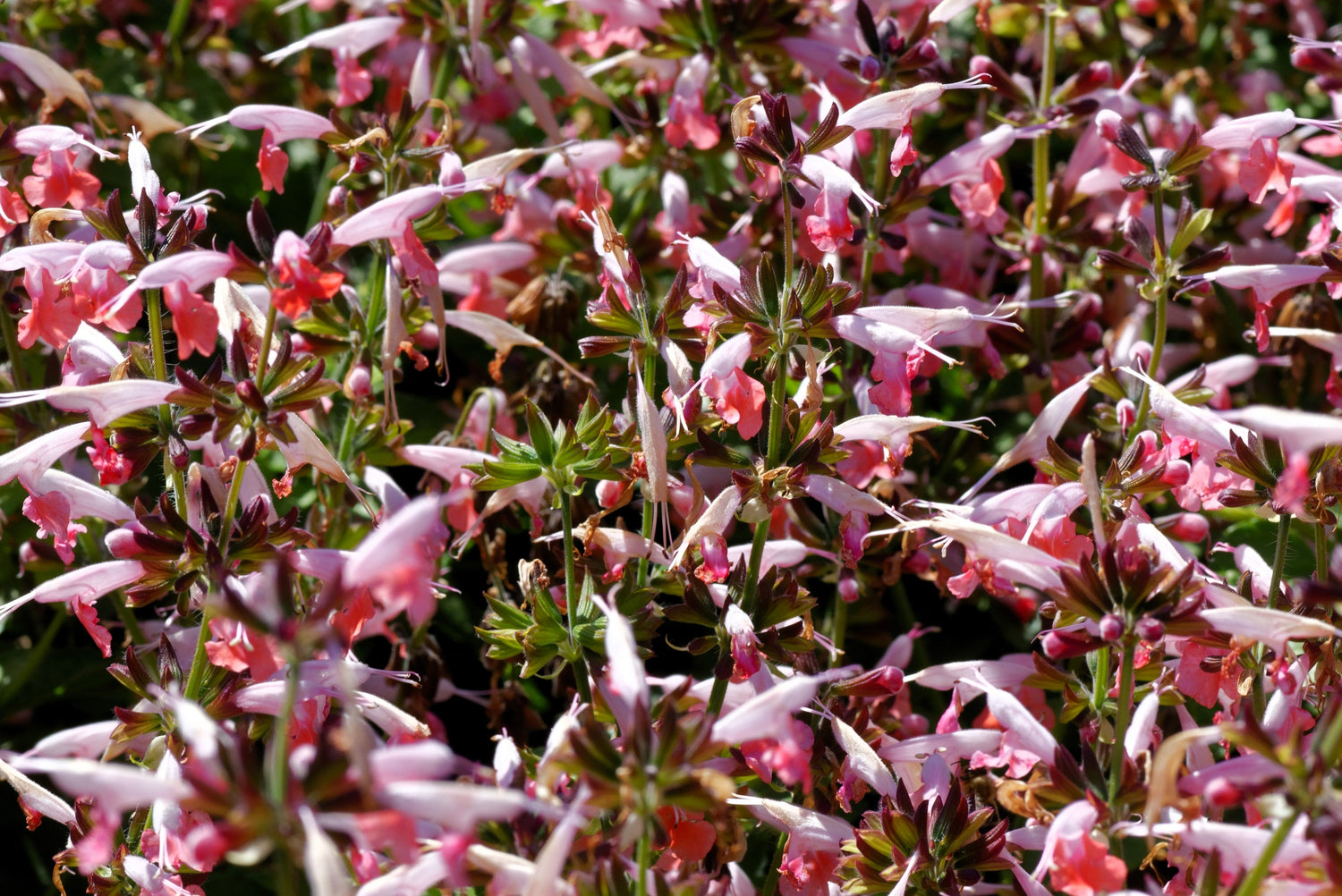 30 semillas de flores de salvia colibrí SALVIA coccinea NINFA CORAL
