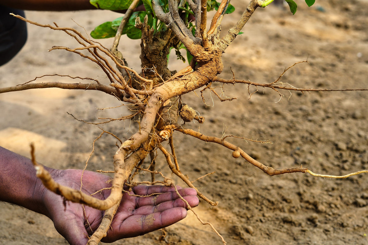 50 semillas de flores de ginseng indio Withania somnifera ashwaganda