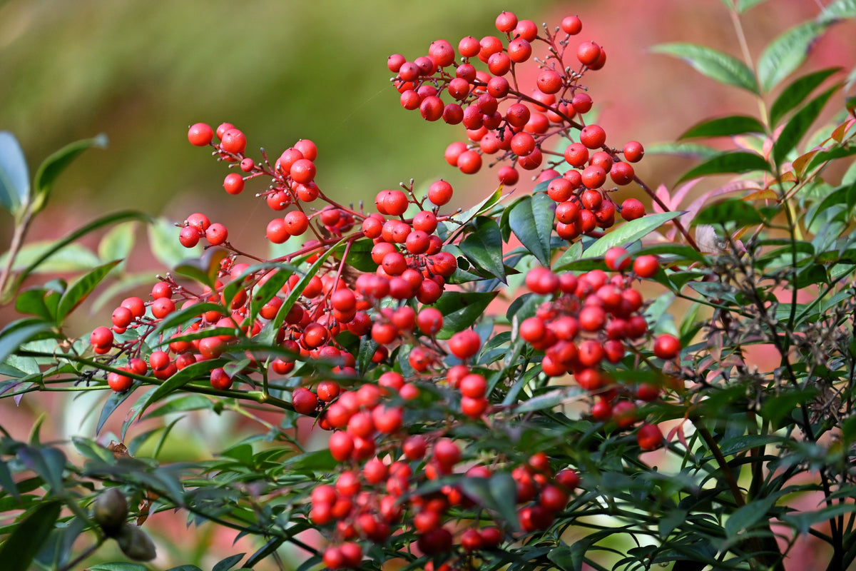 50 semillas de BAMBÚ CELESTIAL, Nandina Domestica Sagrada, arbusto de sombra rosa y rojo