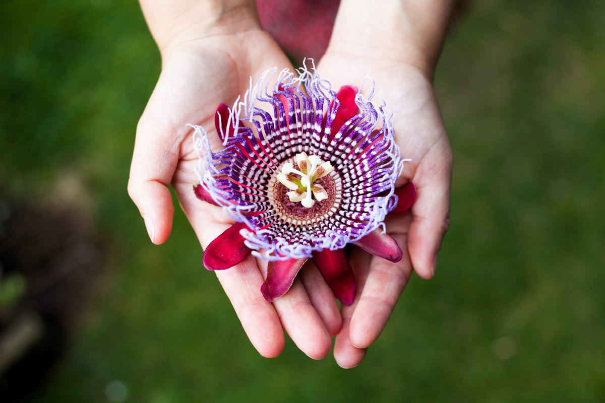 5 GRANADILLA GIGANTE Flor de la pasión roja Passiflora quadrangularis Semillas de vid de fruto amarillo