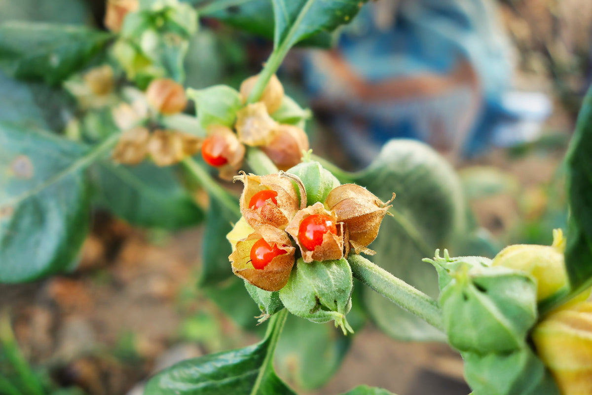 50 semillas de flores de ginseng indio Withania somnifera ashwaganda
