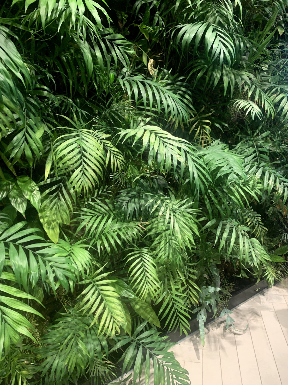 15 semillas de palmera de salón Neanthe Bella Palm Chamaedorea Elegans, planta de interior arbórea