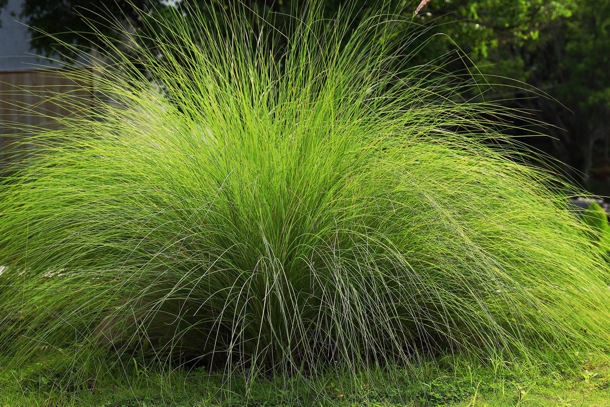 200 semillas de hierba del amor llorón (Eragrostis curvala), hierba africana ornamental
